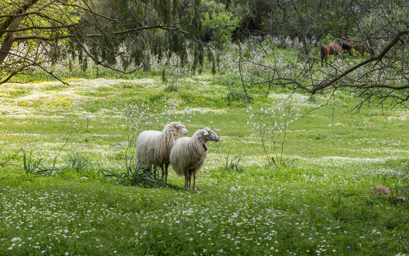 two sardinia sheep in the field in sardinia