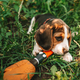 Beagle puppy gnaws rubber duck on green grass. Cute lovely dog, pet - PhotoDune Item for Sale