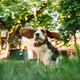 Beagle puppy on green grass in park. Cute lovely dog, pet, new member of family. - PhotoDune Item for Sale