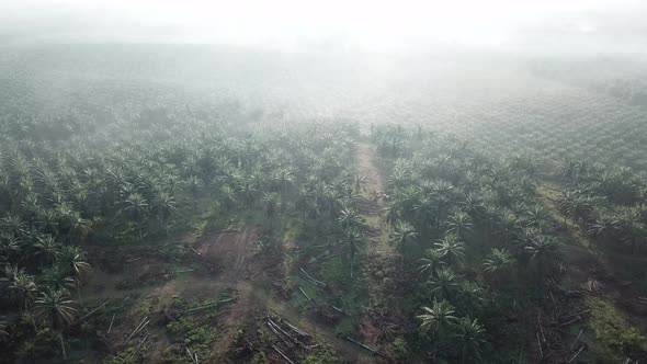 Fly over dead oil palm at plantation in morning with mist alt