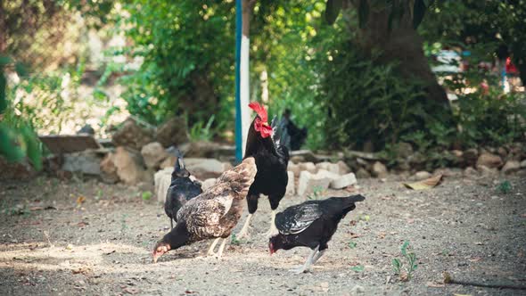 A Flock of Chickens and a Rooster Roam Freely in the Garden alt