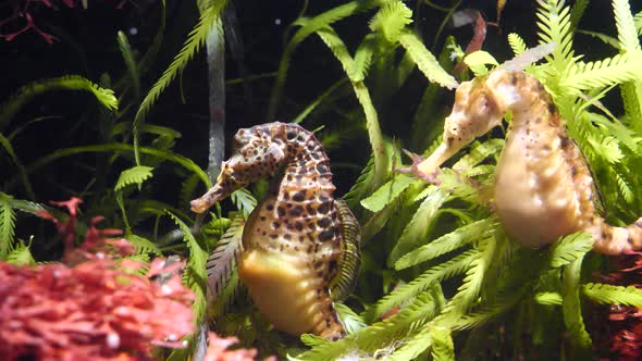Couple of yellow seahorses with black dots resting underwater between water plants in sun - close up alt