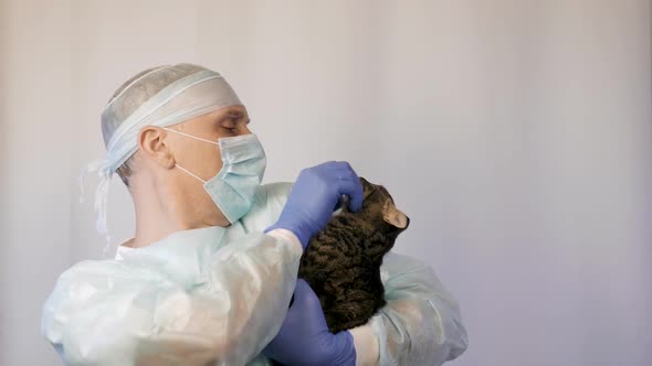 Veterinarian Makes Inspection of a Kitten. He Is Going To Vaccinate Him alt