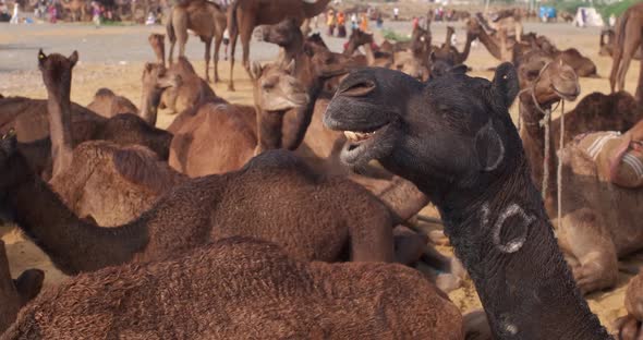 Camels at Pushkar Mela Camel Fair Festival in Field Eating Chewing alt