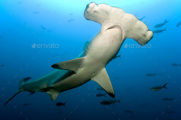Galapagos Islands, Ecuador, Scalloped Hammerhead shark (Sphyrna lewini) - Stock Photo - Images