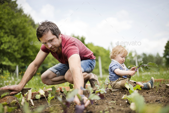 Father with his little son in the garden planting seedlings - Stock Photo - Images