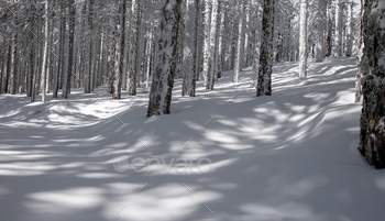 winter troodos forest snow DSC 8644