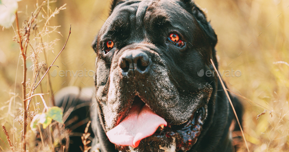 Black Cane Corso Dog. Big Dog Breeds. Close Up Portrait. Black C - Stock Photo - Images