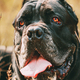 Black Cane Corso Dog. Big Dog Breeds. Close Up Portrait. Black C - PhotoDune Item for Sale