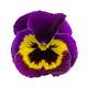 The Pansy, Viola wittrockiana Flower, type Matrix Yellow Purple Wing, closeup isolated. - PhotoDune Item for Sale