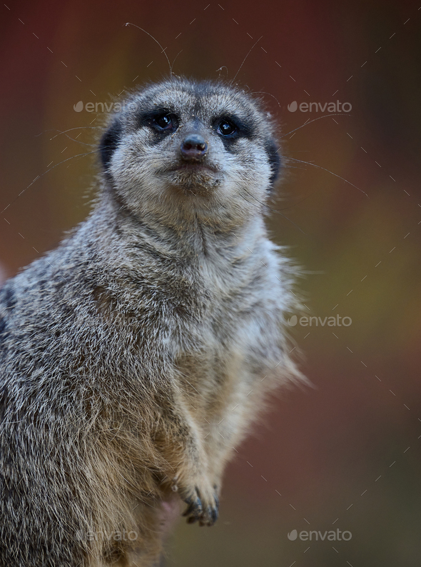 A meerkat stands and looks ahead on a spring day
