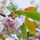 Cherry Blossom, Sakura Flowers, Pink cherry flowers at tree, daylight. - PhotoDune Item for Sale