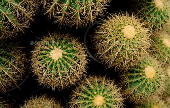 Top view of green cactus tree. Desert plant. Cacti succulent plants. Green cactus in garden. Sharp - Stock Photo - Images