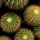 Top view of green cactus tree. Desert plant. Cacti succulent plants. Green cactus in garden. Sharp - PhotoDune Item for Sale
