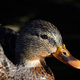 Profile Duck Portrait with Black Background - PhotoDune Item for Sale