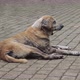 Sick Stray Dog Outside 1734 - VideoHive Item for Sale