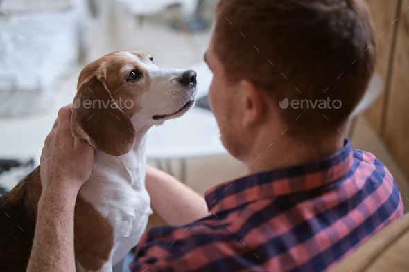 calming effect of hugging a beloved Beagle. Strategies for stress relief, adopting shelter dogs, the