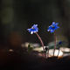 Violet blue flowers in dark forest - PhotoDune Item for Sale