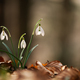 Snowdrop flower on spring meadow - PhotoDune Item for Sale