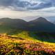 Incredible landscape with magic pink rhododendron flowers - PhotoDune Item for Sale