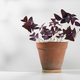 Oxalis triangularis or Purple shamrock - PhotoDune Item for Sale