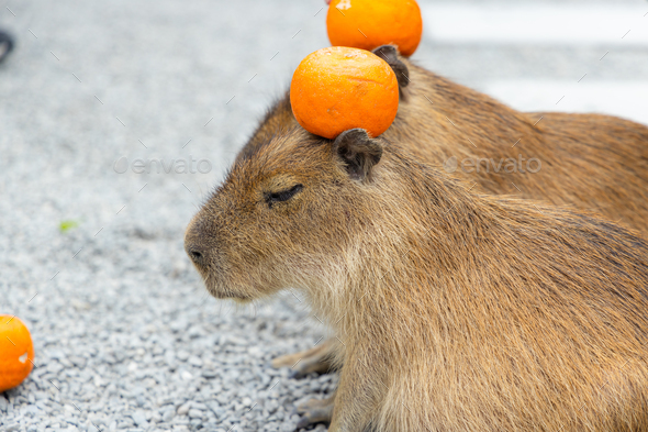 Adorable little capybara enjoying at the zoo - Stock Photo - Images