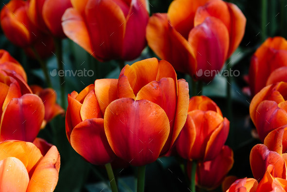 Colorful spring fresh dutch tulips. Orange color - Stock Photo - Images