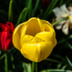 Colorful spring fresh dutch tulips. Yellow color - PhotoDune Item for Sale