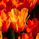 Colorful spring fresh dutch tulips. Re color - PhotoDune Item for Sale