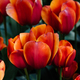 Colorful spring fresh dutch tulips. Orange color - PhotoDune Item for Sale
