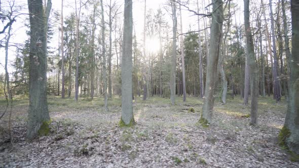 The Camera Flies Through a Forest on a Sunny Spring Day  Looks Sideways