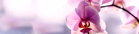 Universal banner 4x1 for websites, social networks and typography purple orchid on the window