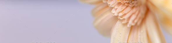 Universal banner 4x1 for websites, social networks and typography with a soft pink flower close-up