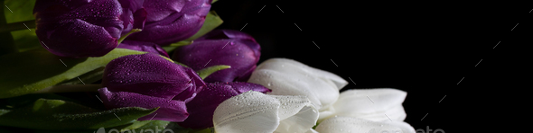 Universal banner 4x1 for websites, social networks, typography Bouquet of white, purple tulips