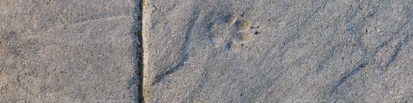 Universal banner 4x1 for websites, social networks, typography Print of cat's paw on concrete path