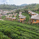 Scenic and serene green tea gardens at the hills of Ban Rak Thai village, located in Mae Hong Son - PhotoDune Item for Sale
