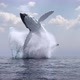 Whale Jumps Out Of The Water 4k - VideoHive Item for Sale