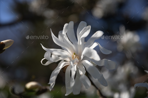 white flower - Stock Photo - Images