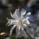 white flower - PhotoDune Item for Sale