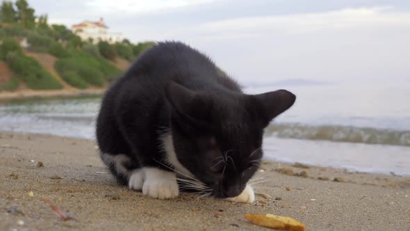 Stray Cat Eating Fries at the Beach alt
