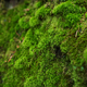 Macro shot of natural moss - PhotoDune Item for Sale