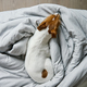 Close up shot of cute dog sleeping in bed. - PhotoDune Item for Sale