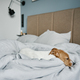 Close up shot of cute dog sleeping in bed. - PhotoDune Item for Sale