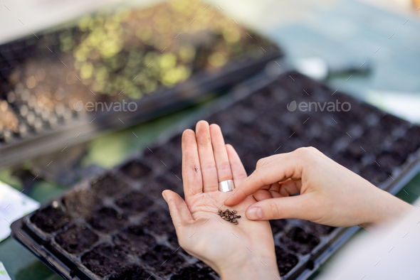 The process of sowing seeds into seedling trays - Stock Photo - Images