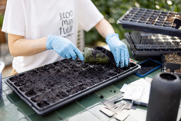 Young gardener planting flowers into seedling trays - Stock Photo - Images