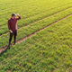 Aerial view of farmer standing in wheat crop seedling field, looking over plantation - PhotoDune Item for Sale