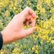 Farmer finger kicking insect pest of his blooming rapeseed crops - PhotoDune Item for Sale