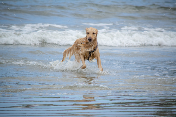 Golden retriever puppy at the beach swimming beautifully with sea ...