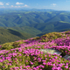 Mountain flowers - PhotoDune Item for Sale