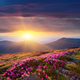 Dawn in the mountains of flowers of Rhododendron - PhotoDune Item for Sale